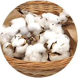 有機栽培綿